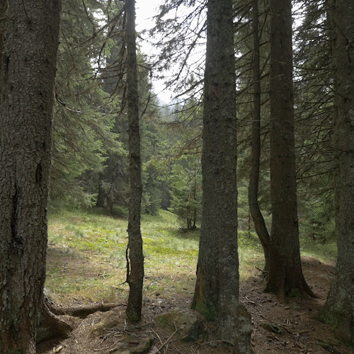 forest-glade-in-a-spruce-forest-CCZ69ZY_1 forest mirror illusion